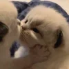🐈‍⬛ Эмодзи «больше ྀི» для Telegram