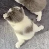 🐈‍⬛ Эмодзи «больше ྀི» для Telegram