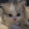 🐈‍⬛ Эмодзи «больше ྀི» для Telegram