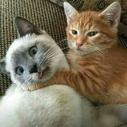 😠 Стикер «Kittos» для Telegram