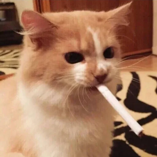 🥴 Стикер «Kittos» для Telegram
