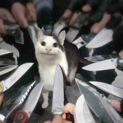 🔪 Стикер «Kittos» для Telegram