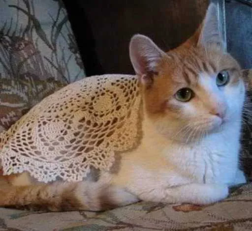 🍞 Стикер «Kittos» для Telegram