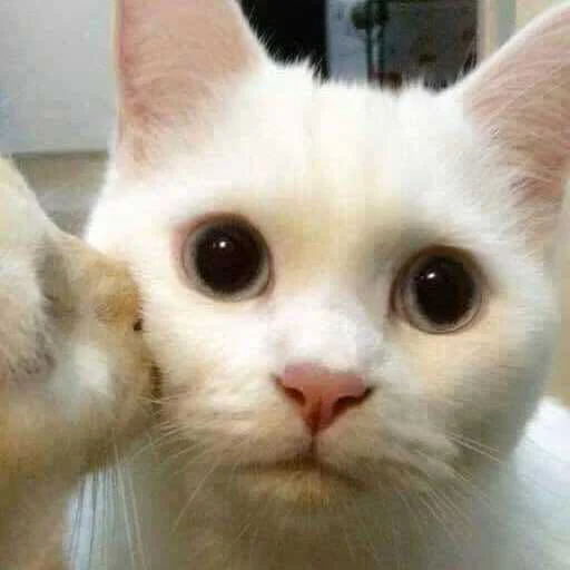 😗 Стикер «Kittos» для Telegram