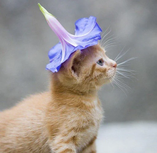 🌷 Стикер «Kittos» для Telegram