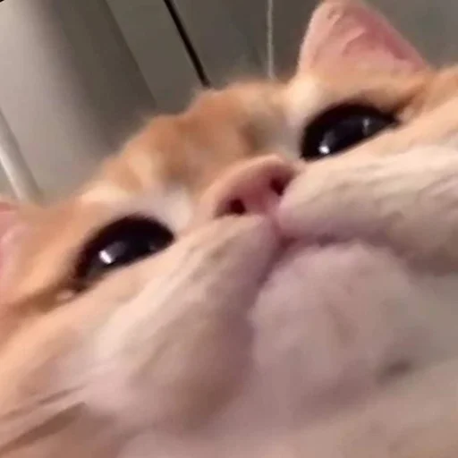 🥺 Стикер «Kittos» для Telegram