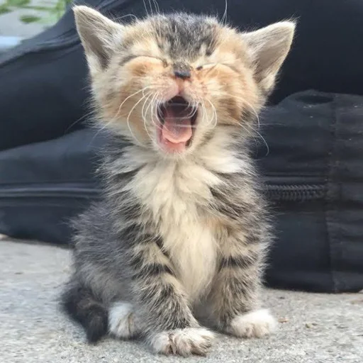 🥱 Стикер «Kittos» для Telegram