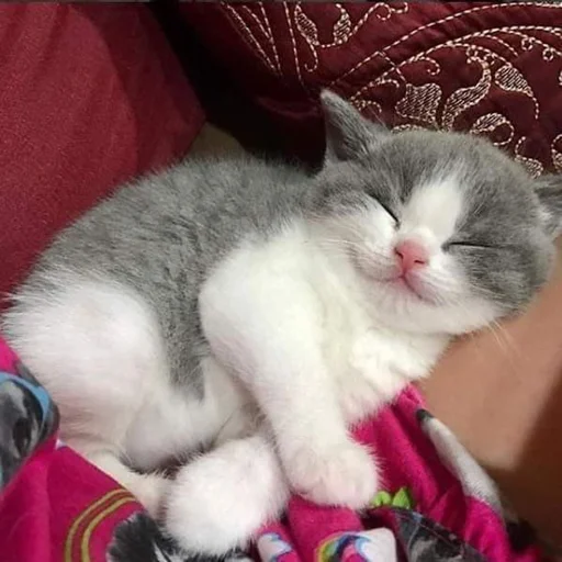 😴 Стикер «Kittos» для Telegram