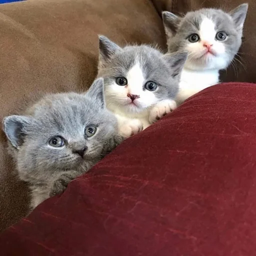 3️⃣ Стикер «Kittos» для Telegram