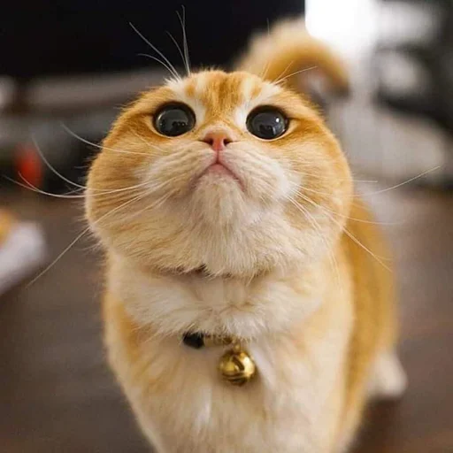 👀 Стикер «Kittos» для Telegram