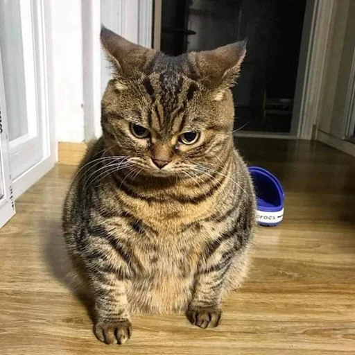 😤 Стикер «Kittos» для Telegram