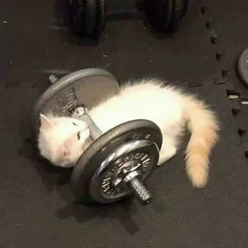 💪 Стикер «Kittos» для Telegram