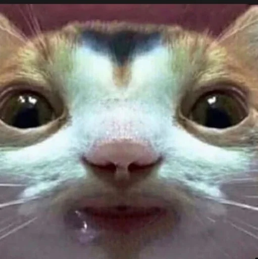 🤤 Стикер «Kittos» для Telegram