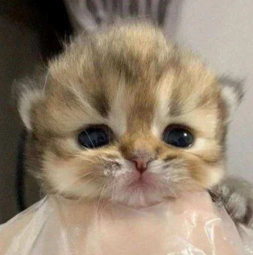 😞 Стикер «Kittos» для Telegram