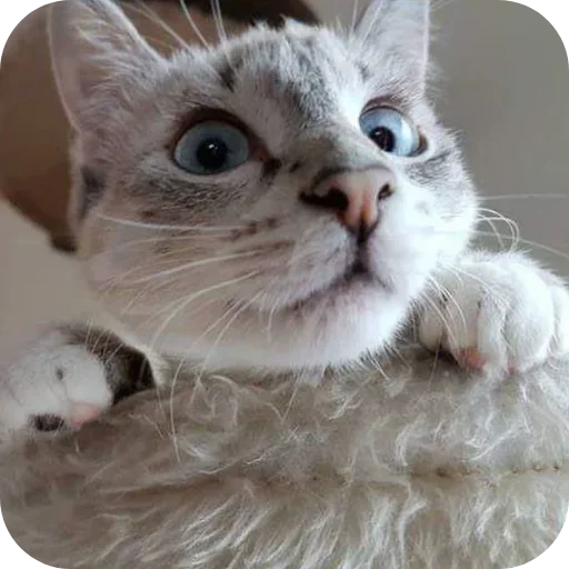 👀 Стикер «Kittos» для Telegram