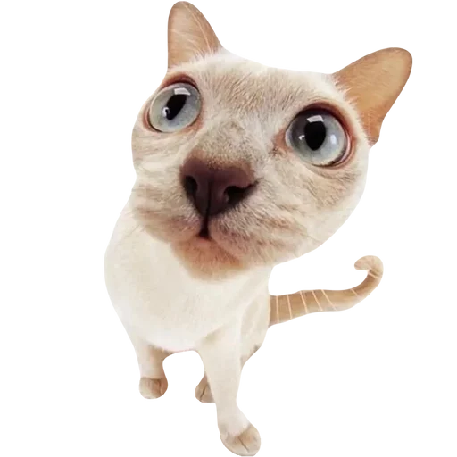 💕 Стикер «cute kitty» для Telegram