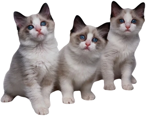 Стикерпак cute kitty для Telegram — скачать