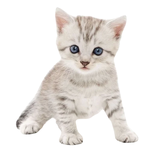 💕 Стикер «cute kitty» для Telegram