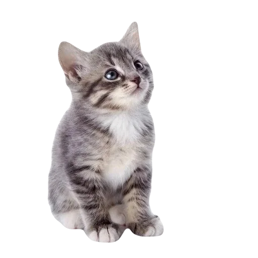 💕 Стикер «cute kitty» для Telegram