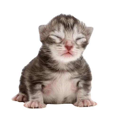 💕 Стикер «cute kitty» для Telegram