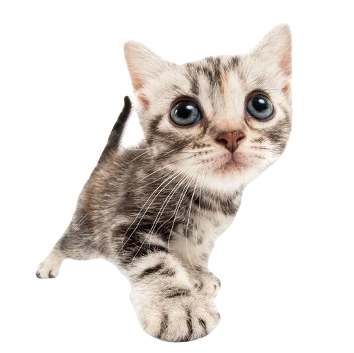 💕 Стикер «cute kitty» для Telegram
