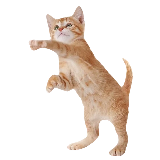 💕 Стикер «cute kitty» для Telegram