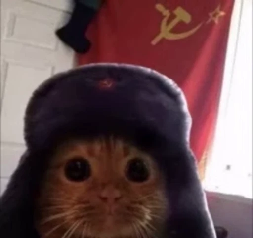 Стикерпак киськи 3 для Telegram — скачать