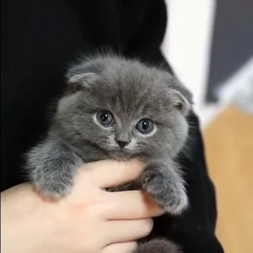 ❤️ Стикер «киськи 3» для Telegram