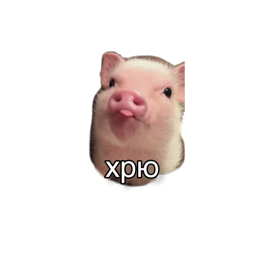 😋 Стикер «pigandcat» для Telegram