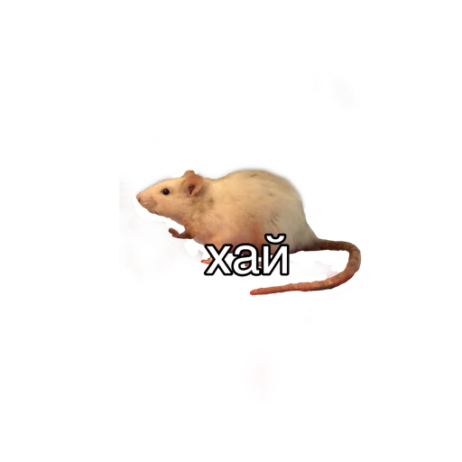 ✌ Стикер «pigandcat» для Telegram