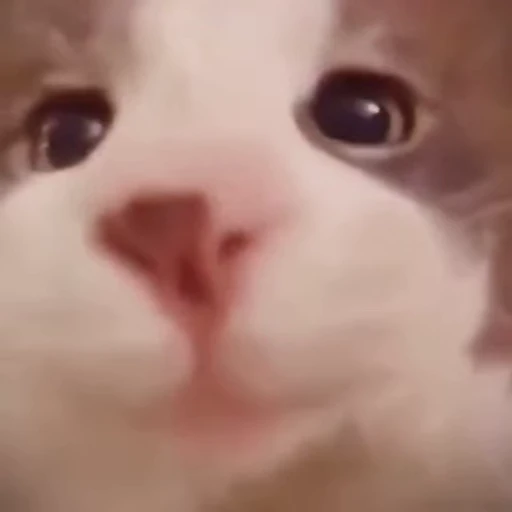 😽 Стикер «Кітті» для Telegram