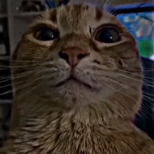 😼 Стикер «Кітті» для Telegram