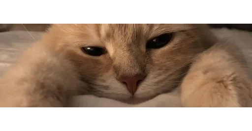 Стикерпак kittens для Telegram — скачать