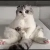 👾 Эмодзи «Кисы #cat #cute #status» для Telegram