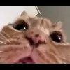 😧 Эмодзи «Кисы #cat #cute #status» для Telegram