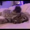 🐱 Эмодзи «Кисы #cat #cute #status» для Telegram