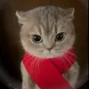 😡 Эмодзи «Кисы #cat #cute #status» для Telegram