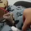 🤬 Эмодзи «Кисы #cat #cute #status» для Telegram