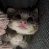 ❤️ Эмодзи «Кисы #cat #cute #status» для Telegram