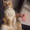 😜 Эмодзи «Кисы #cat #cute #status» для Telegram