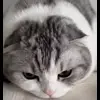😿 Эмодзи «Кисы #cat #cute #status» для Telegram