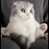 😨 Эмодзи «Кисы #cat #cute #status» для Telegram