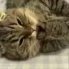 😳 Эмодзи «Кисы #cat #cute #status» для Telegram