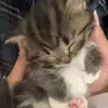 😇 Эмодзи «Кисы #cat #cute #status» для Telegram
