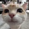 😁 Эмодзи «Кисы #cat #cute #status» для Telegram