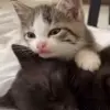 😘 Эмодзи «Кисы #cat #cute #status» для Telegram