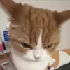 😡 Эмодзи «Кисы #cat #cute #status» для Telegram