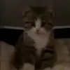 🌟 Эмодзи «Кисы #cat #cute #status» для Telegram