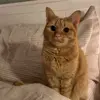 🐱 Эмодзи «Кисы #cat #cute #status» для Telegram