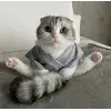 😺 Эмодзи «Кисы #cat #cute #status» для Telegram